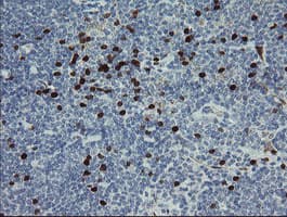 Monoclonal Mouse anti-Human GIMAP4 Antibody (clone OTI1A11, Carrier-free, IHC, IF, WB)