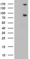 FGFR2 / FGF Receptor 2 Antibody (clone OTI3B3)