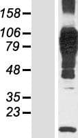 N4BP3 Protein (Over-Expression Lysate Myc-DDK (Flag))
