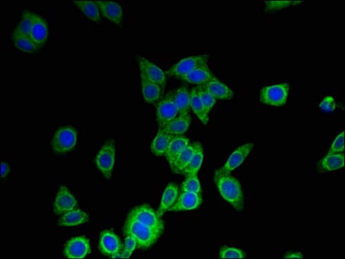 Polyclonal Rabbit anti-Human MS4A6A / MS4A Antibody (aa1-36, IF)