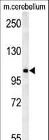 Polyclonal Rabbit anti-Human NDST2 Antibody (aa817-844, WB)