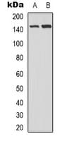 c-Met Antibody (C-Terminus)