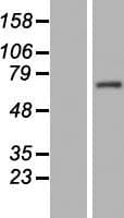 C14orf39 Protein (Over-Expression Lysate Myc-DDK (Flag))