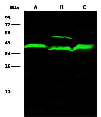 ADK / Adenosine Kinase Antibody (Preservative Free)