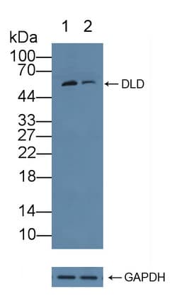 DLD / Diaphorase / E3 Antibody (aa280-487)