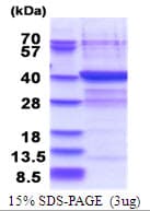 Human PLCXD3 Protein (Recombinant His)