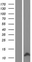 CCL4L1 Protein (Over-Expression Lysate Myc-DDK (Flag))