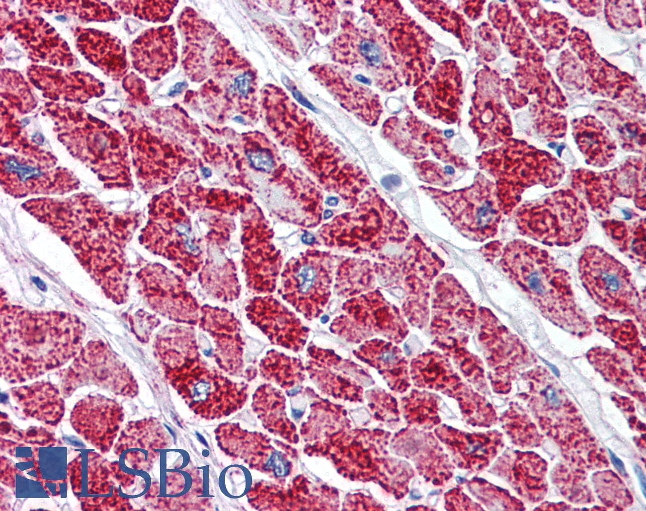 IHC-plus™ VDAC2 Antibody (aa298-309)