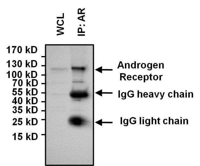 Goat Anti-Rabbit IgG Secondary Antibody (HRP)