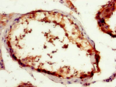 HINT / HINT1 Antibody