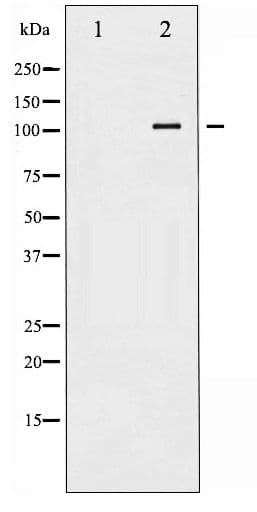 Polyclonal Rabbit anti-Human ATP1A1 Antibody (phospho-Ser23, IF, WB)