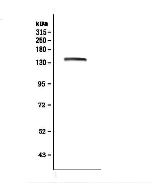 LRIG1 Antibody