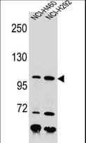 NBN / Nibrin Antibody (aa602-630)