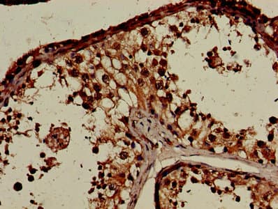 CNTNAP1 / CASPR / p190 Antibody (aa26-356)