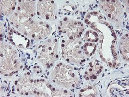 RFXANK Antibody (clone OTI2F12)