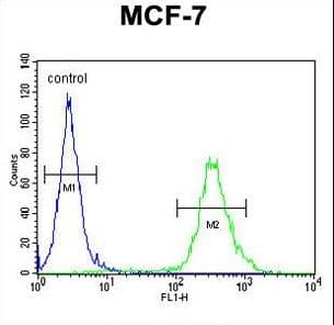 Polyclonal Rabbit anti-Human C9orf150 Antibody (aa11-40, IHC, WB)