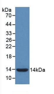 IL8 / Interleukin 8 Antibody (aa17-103)