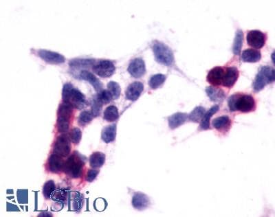 IHC-plus™ SIPR2 / S1P2 / EDG5 Antibody (Cytoplasmic Domain)