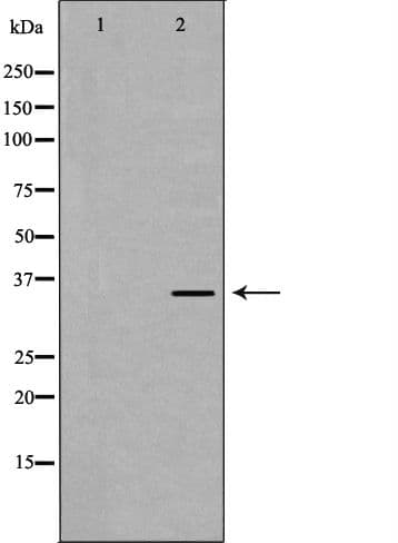 EFNB2 / Ephrin B2 Antibody