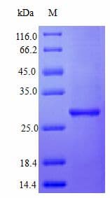 Human IFNA2 / Interferon Alpha 2 Protein (Recombinant)
