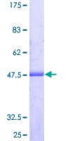 Human ARL8A Protein (Recombinant GST)