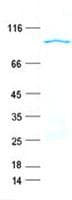 Human FCRL1 Protein (Recombinant GST, N-terminus + His, C-terminus)