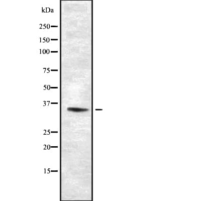 OR10K1+2 Antibody