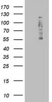 FBXW7 / FBW7 Antibody (aa1-354, clone OTI2G7)