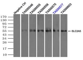 SLC2A5 / GLUT5 Antibody (clone OTI11D11, Carrier-free)