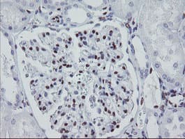 MEIS3 Antibody (aa1-261, clone OTI3E12, Carrier-free)