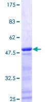 Human PPP1R17 / C7orf16 Protein (Recombinant GST)