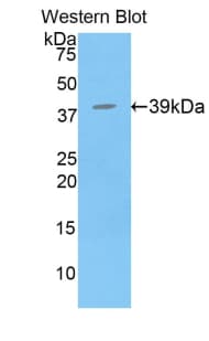 BPI Antibody (aa140-250, APC)