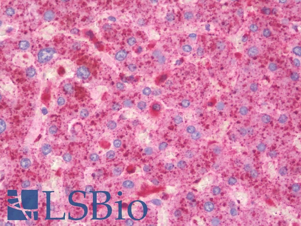 IHC-plus™ LAMP2 / CD107b Antibody