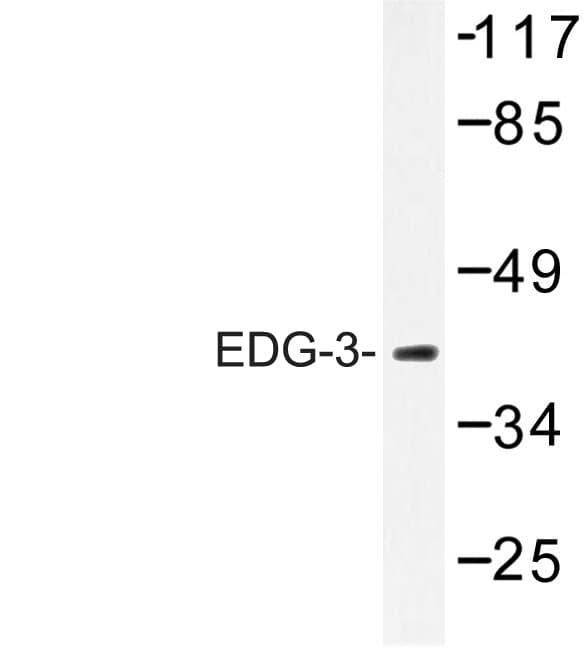 SIPR3 / EDG3 / S1P3 Antibody (Phe155)