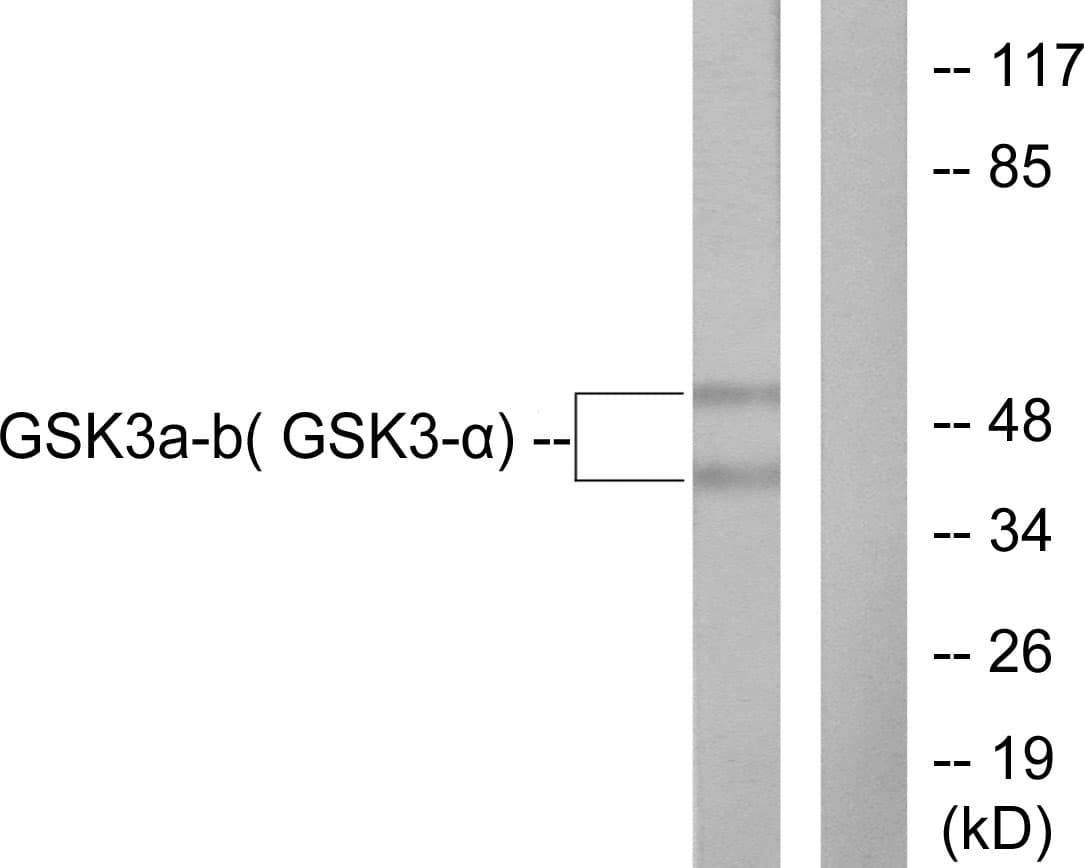 GSK3 Alpha+Beta Antibody (aa246-295)