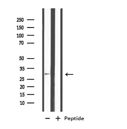 MSX2 / MSH Antibody