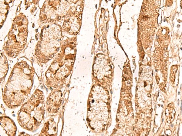 WDR33 Antibody