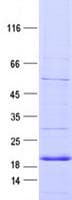 Human INSRR Protein (Recombinant DDK,C-terminus)