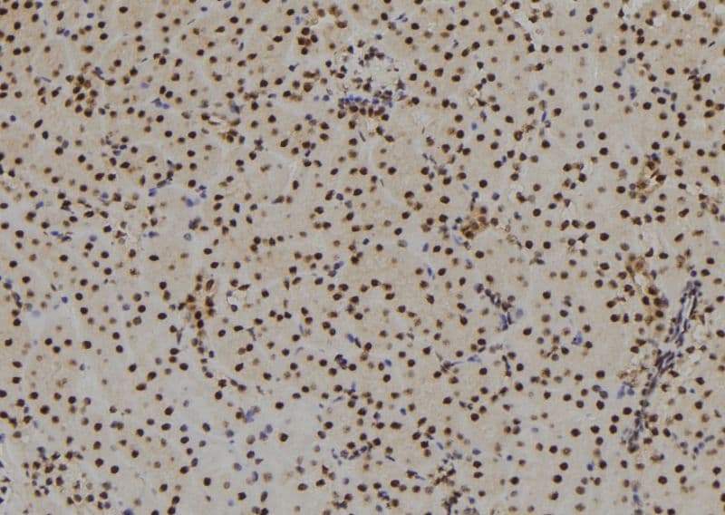 SIX3 Antibody