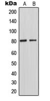 IHC-plus™ Polyclonal Rabbit anti-Human MAPT / Tau Antibody (pT548, IHC, WB)