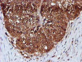C1orf50 Antibody (clone OTI1C6)