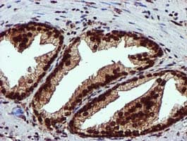 Monoclonal Mouse anti-Human EPM2AIP1 Antibody (clone OTI2A2, IHC, WB)