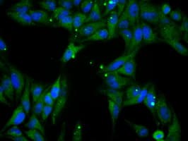 PPP5C Antibody (clone OTI3G1)