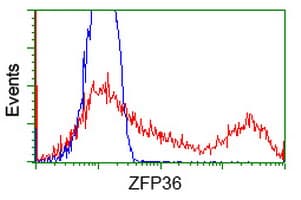 ZFP36 / Tristetraprolin Antibody (clone OTI3C3)