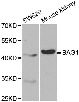 BAG1 / BAG-1 Antibody