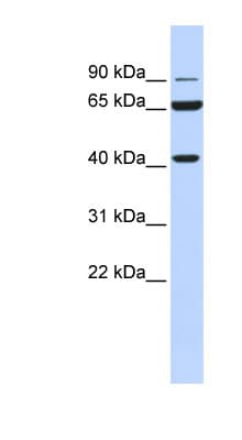 H6PD / G6PDH Antibody (aa180-229)