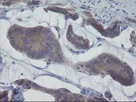 VBP1 Antibody (clone OTI2A3, Carrier-free)