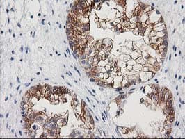 Monoclonal Mouse anti-Human NNMT Antibody (clone 3.00E+03, Carrier-free, IHC, WB)