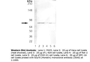 HSPA9 / Mortalin / GRP75 Antibody (clone 30A5)
