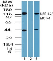 UBE1L2 / UBE1L2 Antibody (aa775-825)